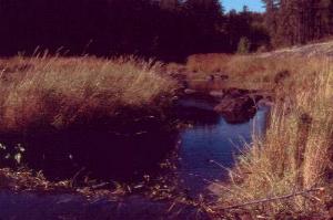 Beaver Dam East of the no-name lake