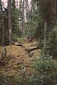 a portage trail in woodland caribou provincial park