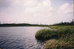 a lowland lake in woodland caribou provincial park