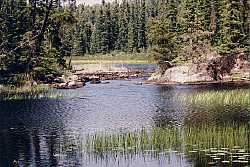 small pond in woodland caribou park