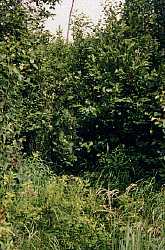 A portage path overgrown with brush.  Woodland Caribou Park
