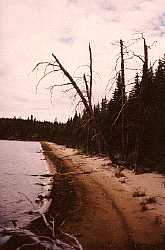 Sandy beach on Wrist Lake - woodland caribou park