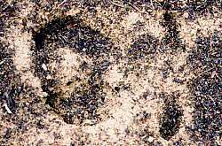Moose print - woodland caribou park