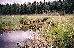 narrow channel - woodland caribou park