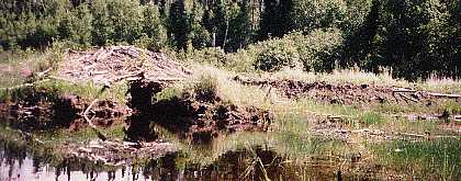 beaver dam and lodge - woodland caribou park