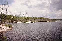 new growth after fire - woodland caribou provincial park