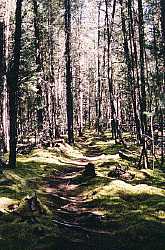 The portage path  - Mexican Hat Falls - woodland caribou provincial park