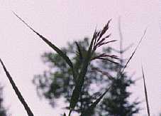 wild rice on Mexican Hat Lake - woodland caribou park