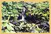 Small falls in the woods