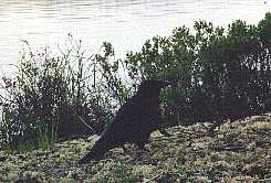 The Raven