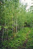 A stand of young birch trees