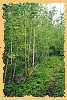 A stand of young birch trees