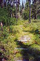 a log trail