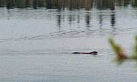 a beaver circles in front of the island...