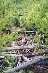 The portage is completely blocked by downed trees...