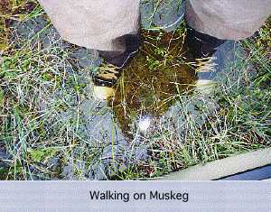 Walking on Muskeg