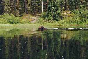 a moose!