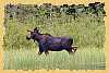 A moose crosses a quiet, weedy channel
