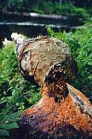 A birch cut by beaver