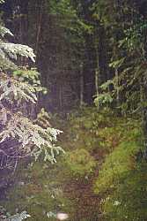 A strange forest