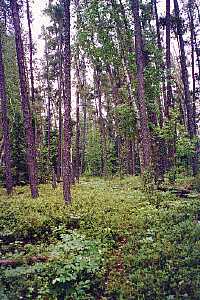 Mature open forest
