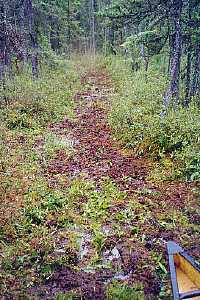Muskeg forest