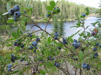 Blueberries - Woodland Caribou Park