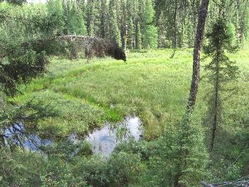 Royd Creek